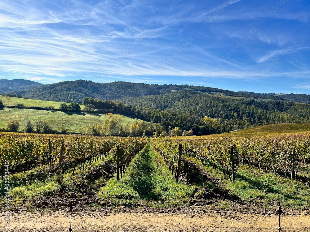 Vineyards ' fields outside San Gimignano during autumn season, Italy