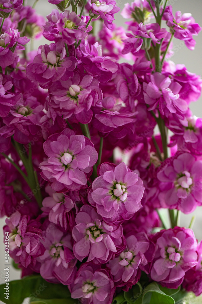 Close up of Pink Stock flower, Matthiola incana, also known as gilly flower or hoary stock Close up of Pink Stock flower, Matthiola incana, also known as gilly flower or hoary stock