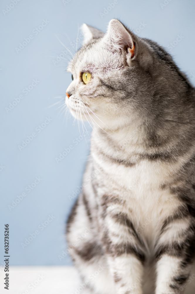 Cute gray british shorthair cat with big yellow eyes sits with blue background Cute gray british shorthair cat with big yellow eyes sits with blue background
