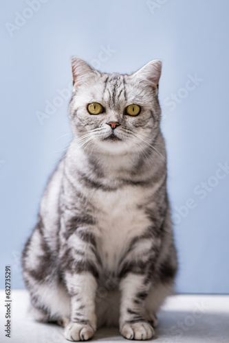 Cute gray british shorthair cat with big yellow eyes sits with blue background © manuta
