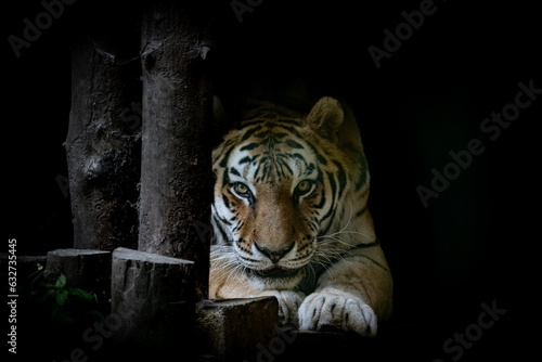 Fototapeta Naklejka Na Ścianę i Meble -  A beautiful yellow tiger licks his paw. tongue, lick, paw. tiger look.