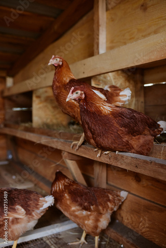 hens are sitting in the henhouse at the eco poultry farm, free-range chicken farm