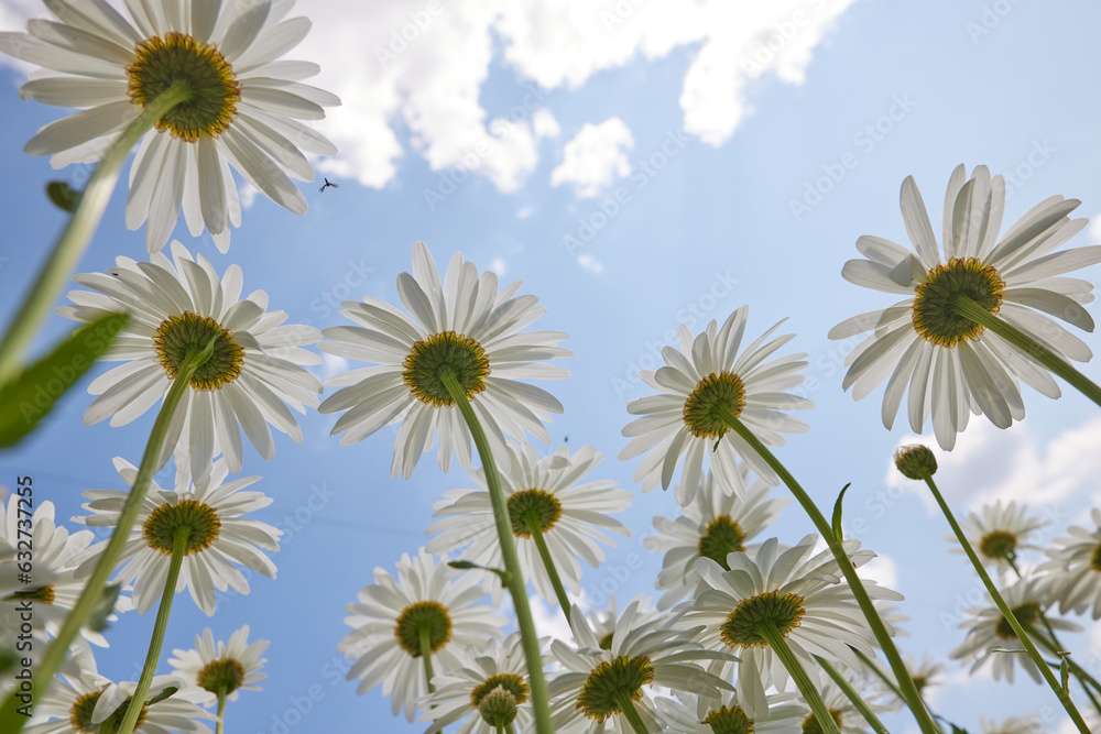 beautiful delicate white daisies against the blue sky on a sunny and clear day, view from below. good mood, happiness beautiful delicate white daisies against the blue sky on a sunny and clear day, view from below. good mood, happiness