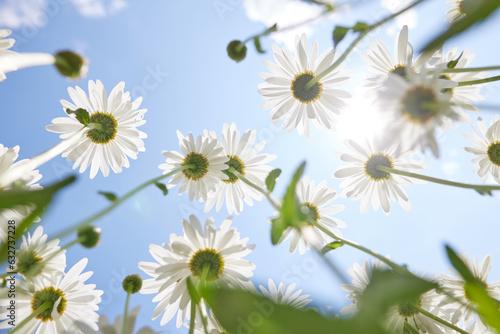 beautiful delicate white daisies against the blue sky on a sunny and clear day, view from below. good mood, happiness