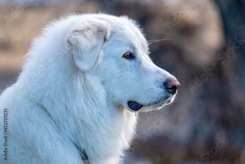 Portrait of a Great Pyrenees dog photo