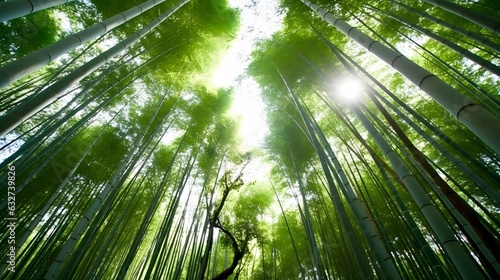 Bamboo forest in Arashiyama  Kyoto  Japan.