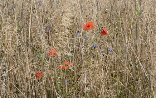 Common poppies and Cornflowers in Rye field