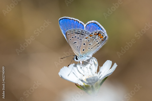 Lycaenidae / Çokgözlü Mavi / Common Blue / Polyommatus icarus