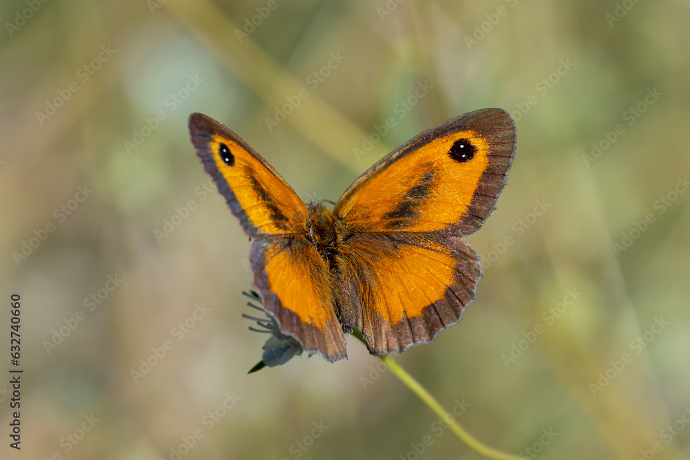 Satyridae / Pironiya / Gatekeeper / Pyronia tithonus Satyridae / Pironiya / Gatekeeper / Pyronia tithonus