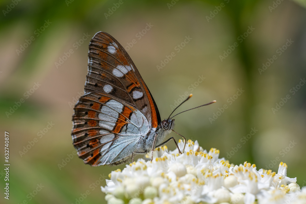 Nymphalidae / Akdeniz Hanımeli Kelebeği / Southern White Admiral / Limenitis reducta Nymphalidae / Akdeniz Hanımeli Kelebeği / Southern White Admiral / Limenitis reducta
