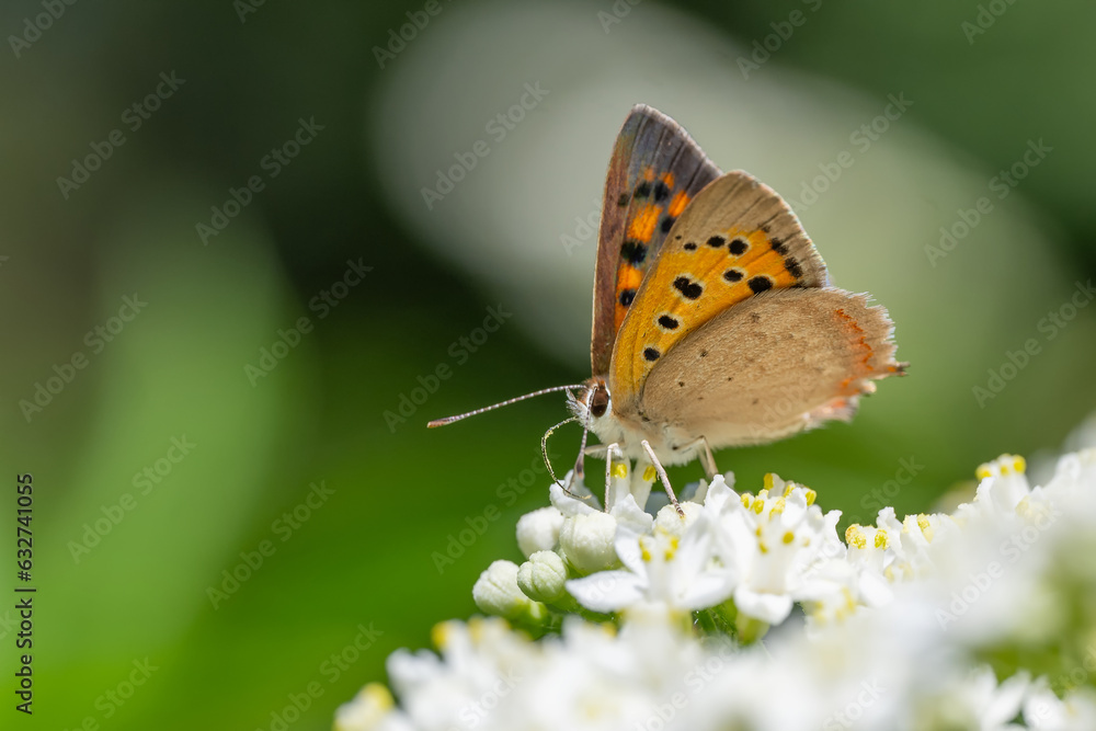 Lycaenidae / Benekli Bakır / Small Copper / Lycaena phlaeas Lycaenidae / Benekli Bakır / Small Copper / Lycaena phlaeas
