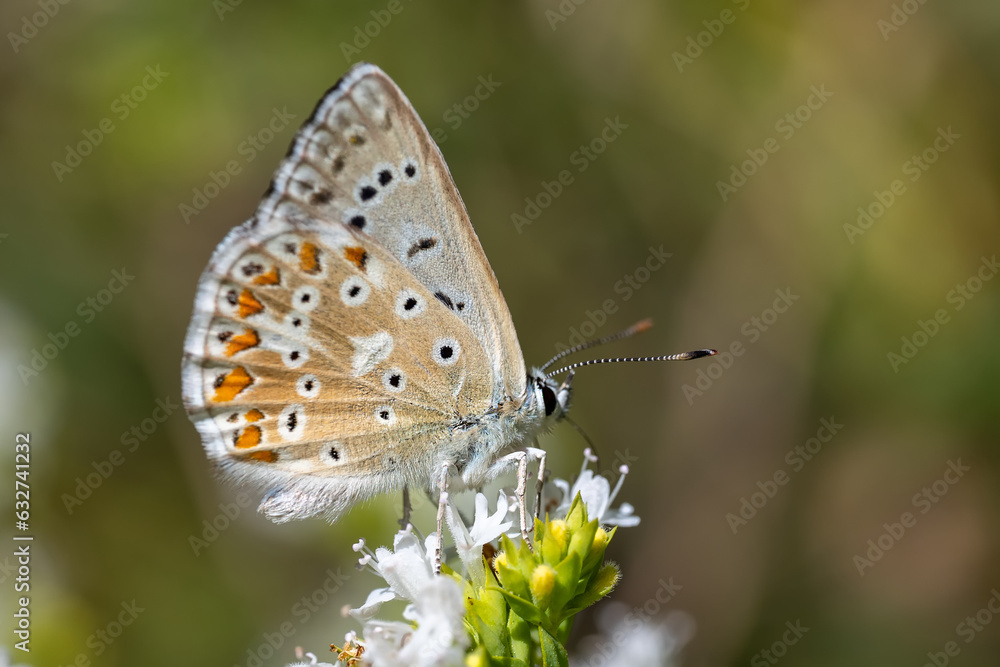 Lycaenidae / Çokgözlü Anadolu Çillisi / Anatolian Chalk-hill Blue / Polyommatus ossmar Lycaenidae / Çokgözlü Anadolu Çillisi / Anatolian Chalk-hill Blue / Polyommatus ossmar