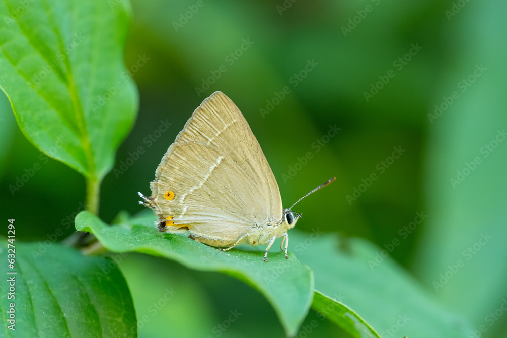 Lycaenidae / Mor Meşe / Purple Hairstreak / Quercusia quercus
Lycaenidae / Mor Meşe / Purple Hairstreak / Quercusia quercus