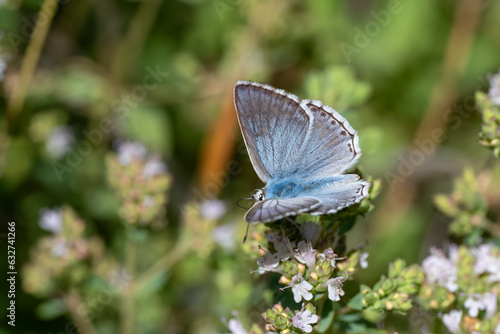 Lycaenidae / Çokgözlü Anadolu Çillisi / Anatolian Chalk-hill Blue / Polyommatus ossmar photo