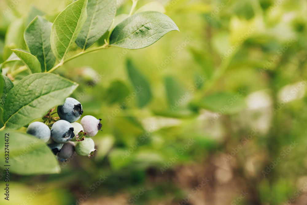 Close up of fresh ripe blueberry branch or shrub from bush at homemade garden or fruit farm field. Showing and presenting various stages of ripeness, healthy green plant. Copy space for text Close up of fresh ripe blueberry branch or shrub from bush at homemade garden or fruit farm field. Showing and presenting various stages of ripeness, healthy green plant. Copy space for text