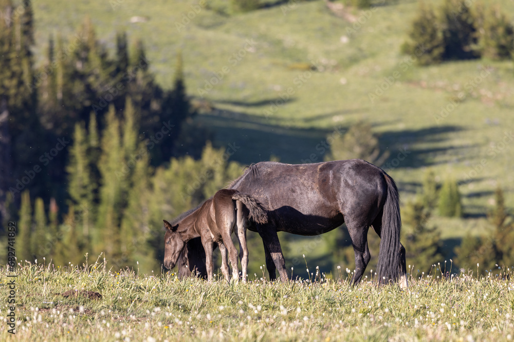 Wild Horse Mare and Her Foal in the Pryor Mountains Montana in Summer