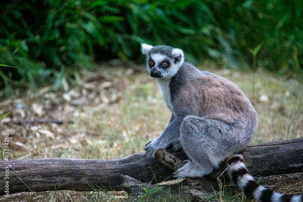 Fototapeta premium The ring-tailed lemur, Lemur catta is a large strepsirrhine primate and the most recognized lemur due to its long, black and white ringed tail.Like all lemurs it is endemic to the island of Madagascar