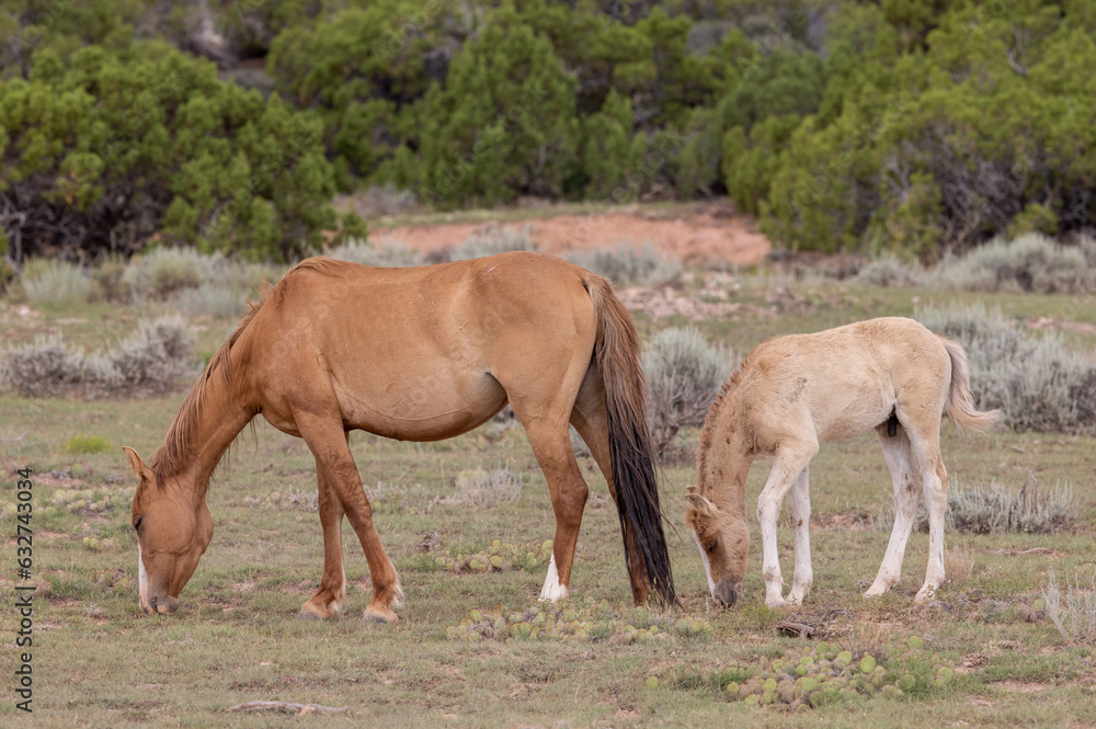 Wild Horse Mare and Her Foal in the Pryor Mountains Montana in Summer