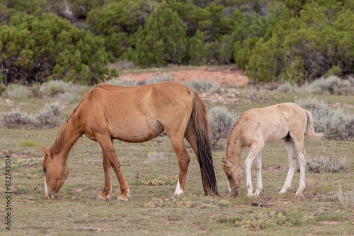 Wild Horse Mare and Her Foal in the Pryor Mountains Montana in Summer © natureguy
