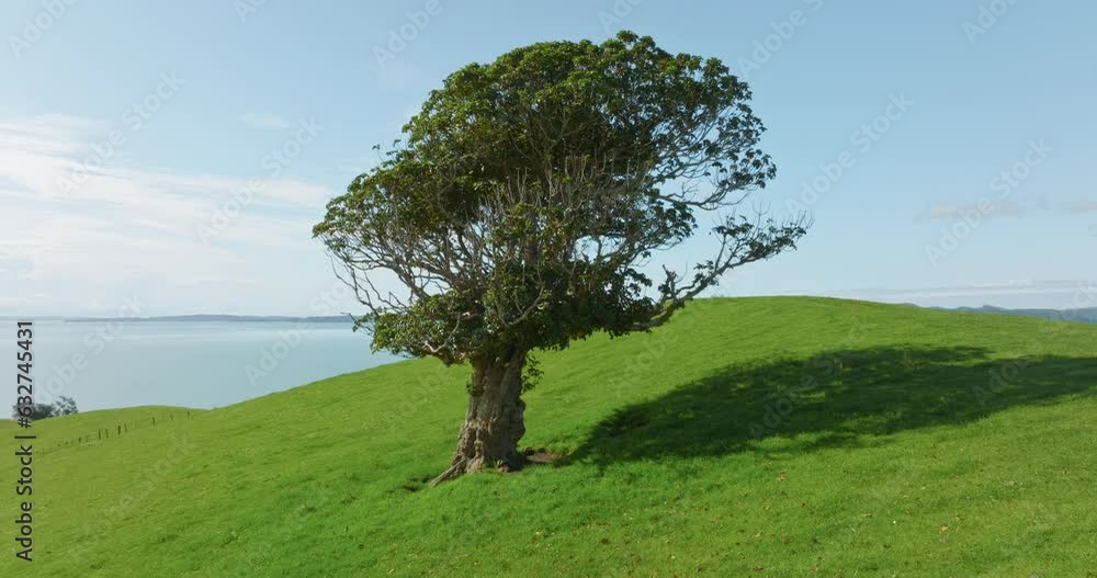 Aerial: Lone tree on hill ridgeline, New Zealand Aerial: Lone tree on hill ridgeline, New Zealand