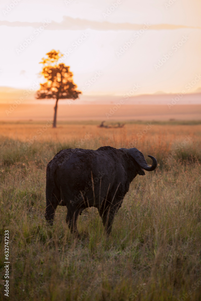 Fototapeta premium Buffalo looking at sunrise