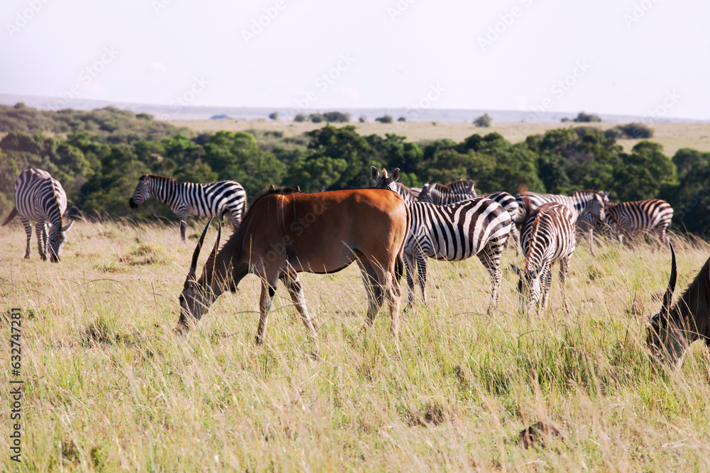 Fototapeta premium Eland and zebras in Masa Mara