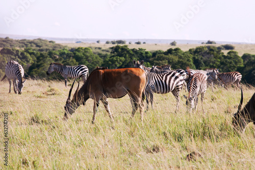 Eland and zebras in Masa Mara