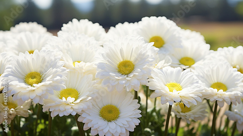 Lush white Gerbera in full bloom. A sunny summer backdrop adorned with Gerbera jamesonii blossoms  photo