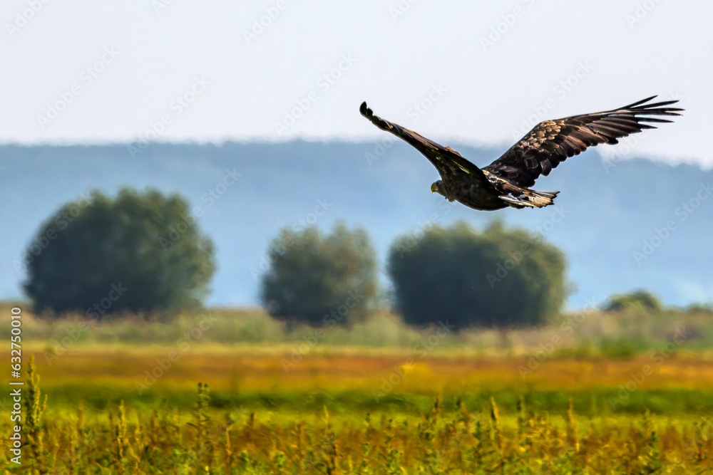 White-tailed Eagle (Haliaeetus albicilla) in flight. The Warta Mouth National Park, Poland. Selective focus on bird's eye and silhouette White-tailed Eagle (Haliaeetus albicilla) in flight. The Warta Mouth National Park, Poland. Selective focus on bird's eye and silhouette