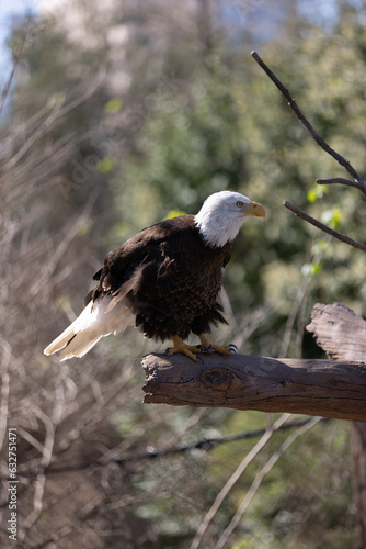 american bald eagle