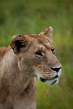lioness portrait close up