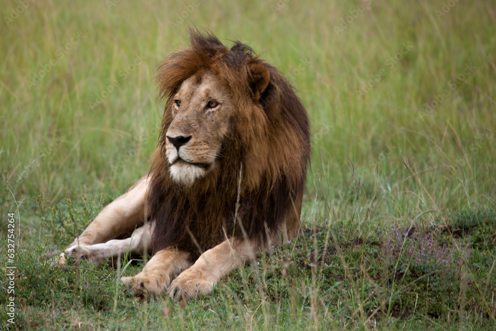 Fototapeta premium Lions resting on the savannah