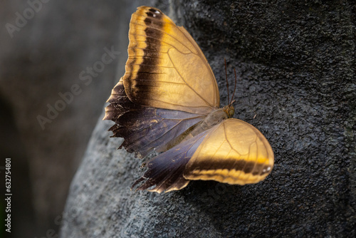 Fototapeta golden butterfly
