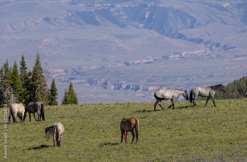 Wild Horses in the Pryor Mountains Montana in Summer