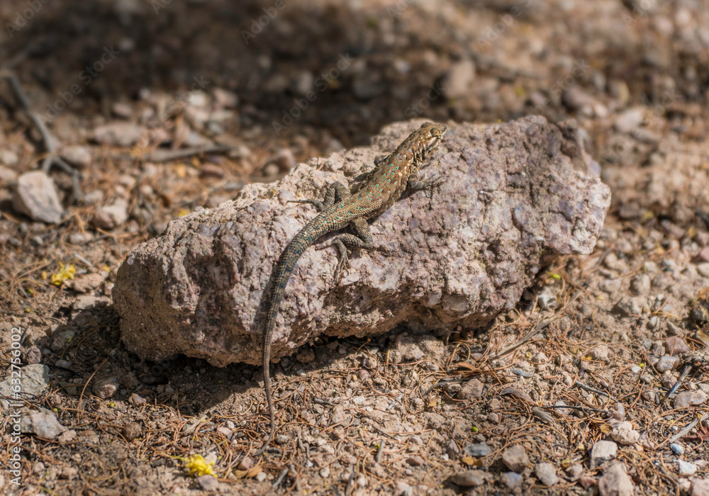 This image shows a lizard sunbathing on a rock in a remote desert area. This image shows a lizard sunbathing on a rock in a remote desert area.