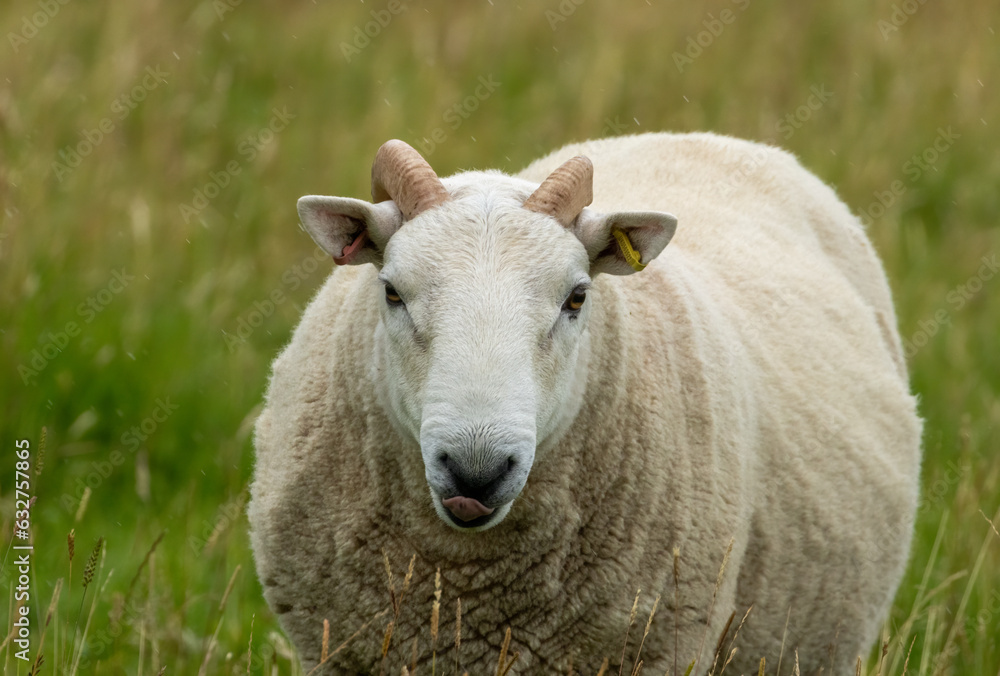 sheep in a field