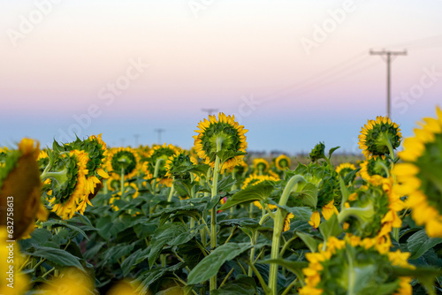 Field landscape strewn with sunflowers
