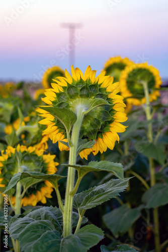 Sunset in a field of sunflowers