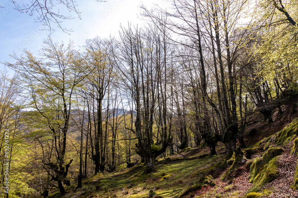 Basque Woodland Wonderland: Breathtaking Views in the Heart of Hayas de Belaustegui