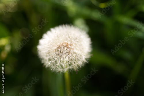 Abstract background of a dandelion flower