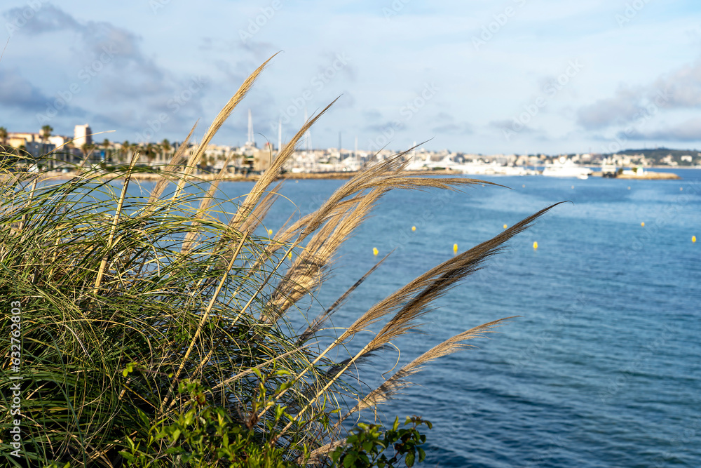 View through tall grass with lush panicles to the Mediterranean Sea and the city of Golfe-Juan in the distance.
