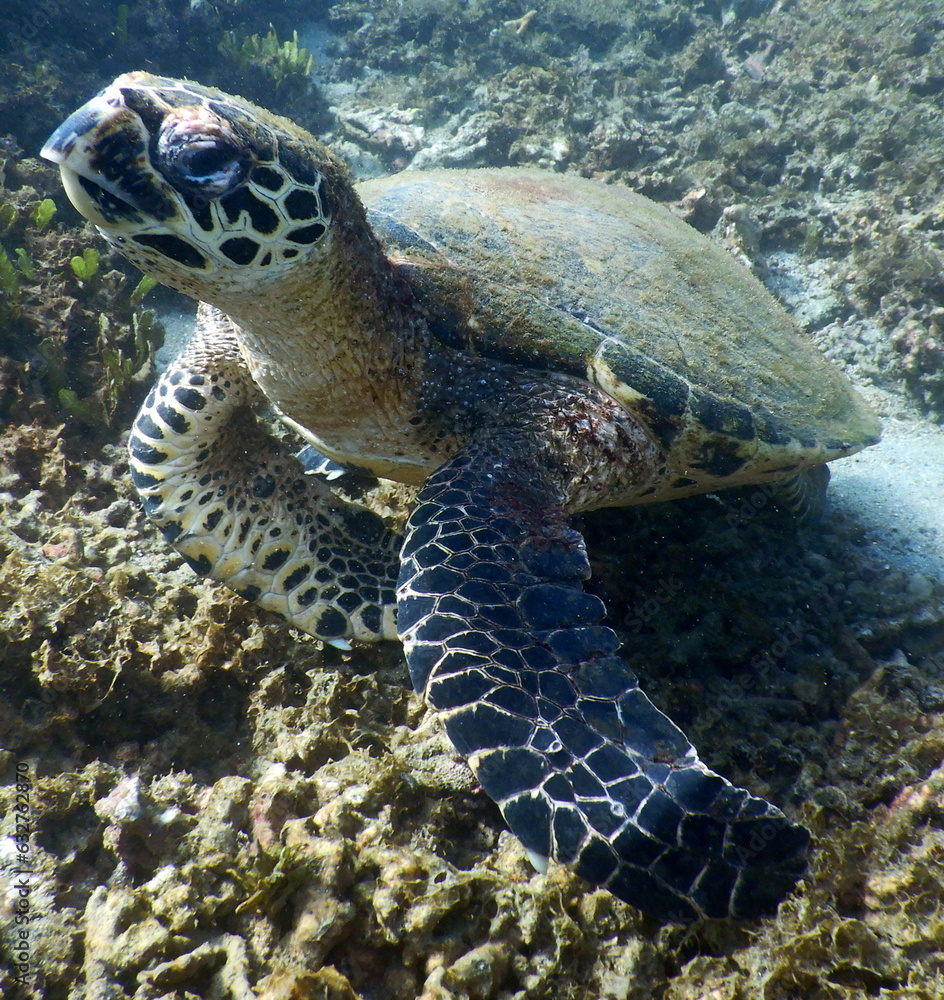 Obraz premium Costa Rica Sea life