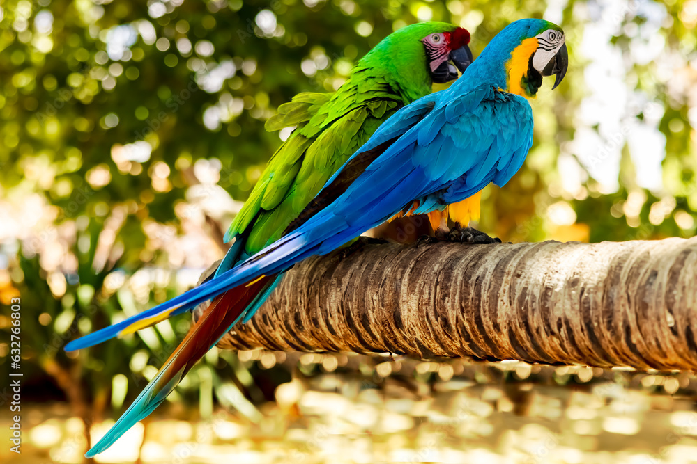 Obraz premium papugi Ara
