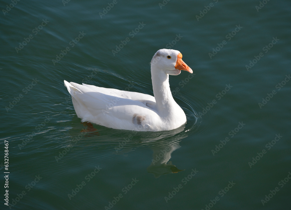 Obraz premium ガチョウ