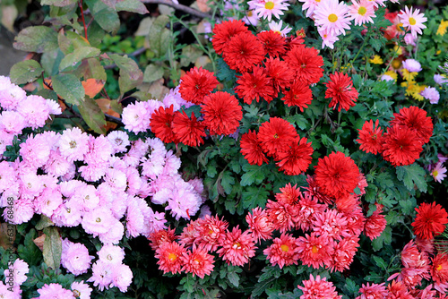 Red asters in the garden. Red flowers background image.Autumn garden