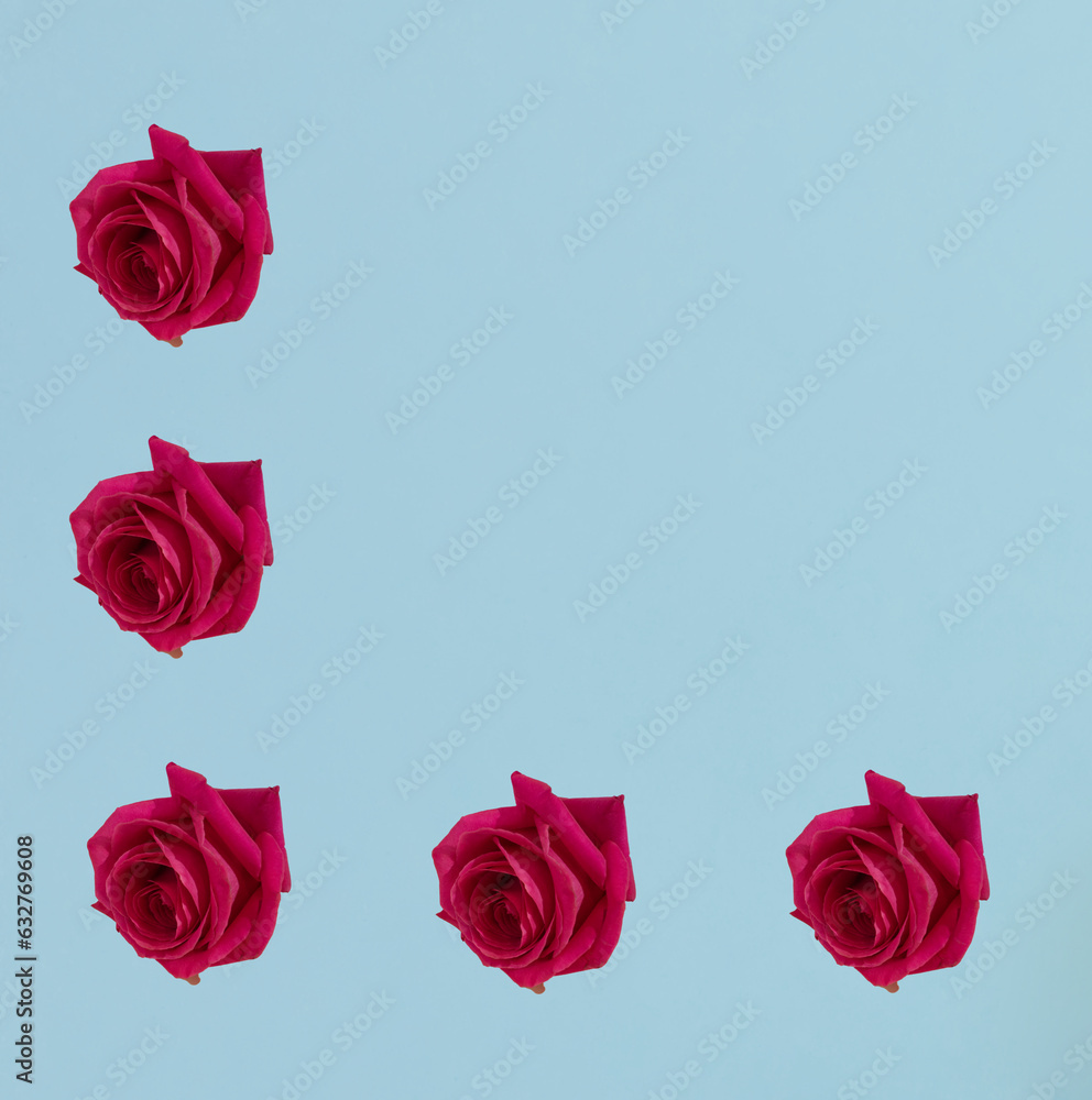 Obraz premium A pattern made of isolated fresh roses on a pastel blue background. Copy space. Flat lay. Minimalist concept.
