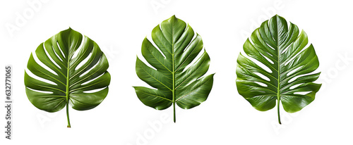 tropical green leaf cut out isolated on transparent background ,generative ai