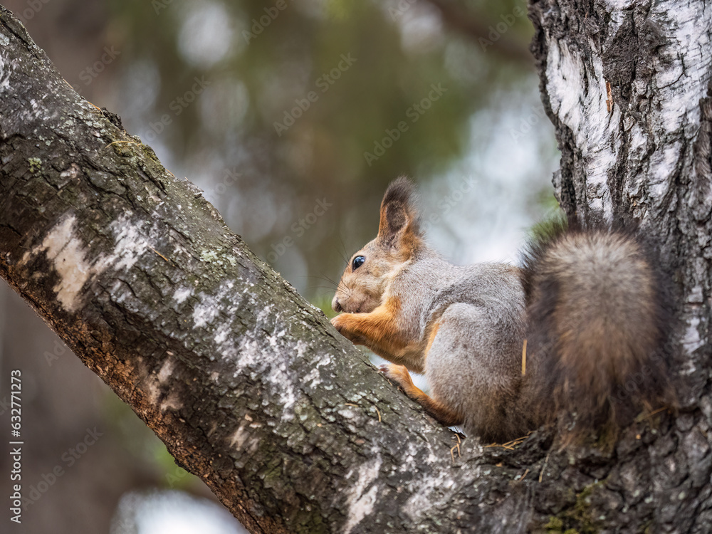 Naklejka premium The squirrel with nut sits on tree in the autumn. Eurasian red squirrel, Sciurus vulgaris.