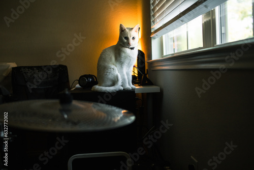 gato blanco en la ventana