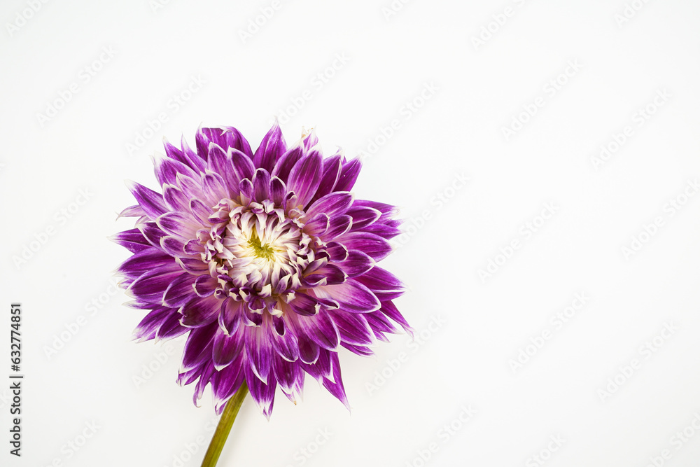 Large purple with white edge dahlia flower. White background. Dinner plate dahlia, Vancouver variety.